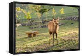 One Deer in Nara Park in the Morning, Japan, Asia.-elwynn-Framed Stretched Canvas