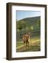 One Deer in Nara Park in the Morning, Japan, Asia.-elwynn-Framed Photographic Print