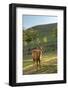 One Deer in Nara Park in the Morning, Japan, Asia.-elwynn-Framed Photographic Print