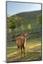 One Deer in Nara Park in the Morning, Japan, Asia.-elwynn-Mounted Photographic Print