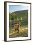 One Deer in Nara Park in the Morning, Japan, Asia.-elwynn-Framed Photographic Print