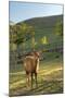 One Deer in Nara Park in the Morning, Japan, Asia.-elwynn-Mounted Photographic Print