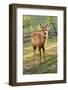 One Deer in Nara Park in the Morning, Japan, Asia.-elwynn-Framed Photographic Print