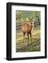 One Deer in Nara Park in the Morning, Japan, Asia.-elwynn-Framed Photographic Print