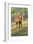 One Deer in Nara Park in the Morning, Japan, Asia.-elwynn-Framed Photographic Print