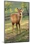 One Deer in Nara Park in the Morning, Japan, Asia.-elwynn-Mounted Photographic Print