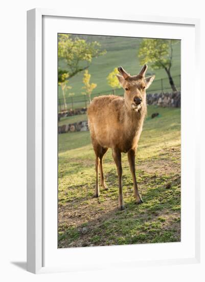 One Deer in Nara Park in the Morning, Japan, Asia.-elwynn-Framed Photographic Print