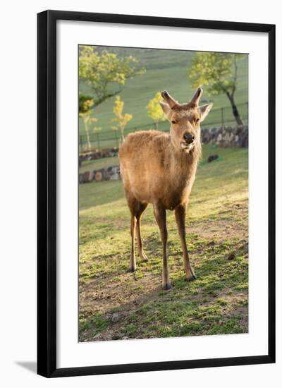 One Deer in Nara Park in the Morning, Japan, Asia.-elwynn-Framed Photographic Print