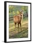 One Deer in Nara Park in the Morning, Japan, Asia.-elwynn-Framed Photographic Print