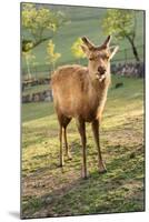 One Deer in Nara Park in the Morning, Japan, Asia.-elwynn-Mounted Photographic Print