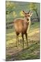 One Deer in Nara Park in the Morning, Japan, Asia.-elwynn-Mounted Photographic Print