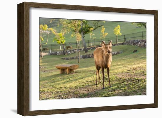 One Deer in Nara Park in the Morning, Japan, Asia.-elwynn-Framed Photographic Print