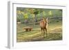 One Deer in Nara Park in the Morning, Japan, Asia.-elwynn-Framed Photographic Print