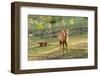 One Deer in Nara Park in the Morning, Japan, Asia.-elwynn-Framed Photographic Print