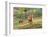 One Deer in Nara Park in the Morning, Japan, Asia.-elwynn-Framed Photographic Print