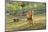 One Deer in Nara Park in the Morning, Japan, Asia.-elwynn-Mounted Photographic Print