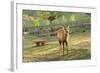 One Deer in Nara Park in the Morning, Japan, Asia.-elwynn-Framed Photographic Print