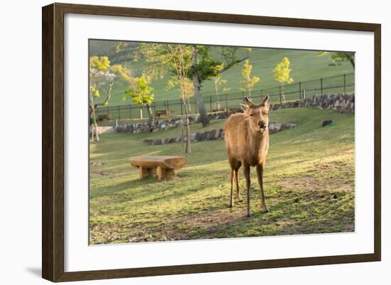 One Deer in Nara Park in the Morning, Japan, Asia.-elwynn-Framed Photographic Print