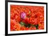 One Different Tulip-Ivonnewierink-Framed Photographic Print