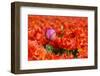 One Different Tulip-Ivonnewierink-Framed Photographic Print