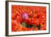One Different Tulip-Ivonnewierink-Framed Photographic Print