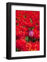 One Different-Ivonnewierink-Framed Photographic Print