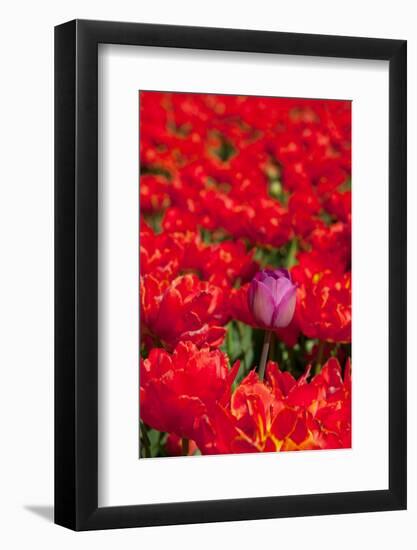 One Different-Ivonnewierink-Framed Photographic Print