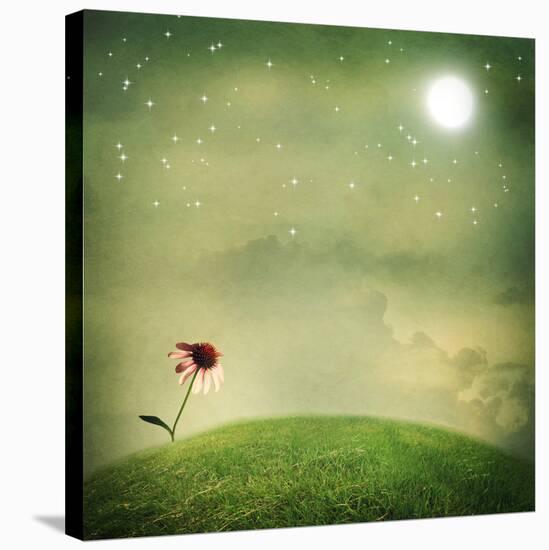 One Echinacea Flower under the Moon-Melpomene-Stretched Canvas
