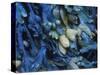 One finds this kelp growing on the beach in Hellnar, Iceland.-Mallorie Ostrowitz-Stretched Canvas