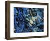 One finds this kelp growing on the beach in Hellnar, Iceland.-Mallorie Ostrowitz-Framed Photographic Print