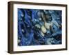 One finds this kelp growing on the beach in Hellnar, Iceland.-Mallorie Ostrowitz-Framed Premium Photographic Print