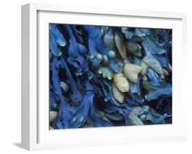 One finds this kelp growing on the beach in Hellnar, Iceland.-Mallorie Ostrowitz-Framed Premium Photographic Print