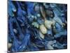 One finds this kelp growing on the beach in Hellnar, Iceland.-Mallorie Ostrowitz-Mounted Premium Photographic Print