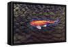 One Gold Fish-Tom Kelly-Framed Stretched Canvas