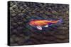 One Gold Fish-Tom Kelly-Stretched Canvas