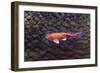 One Gold Fish-Tom Kelly-Framed Giclee Print