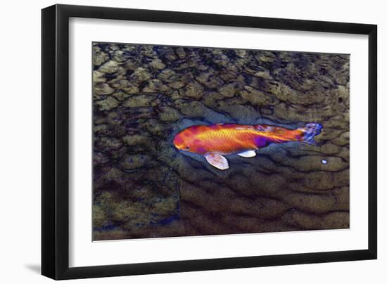 One Gold Fish-Tom Kelly-Framed Giclee Print