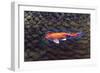 One Gold Fish-Tom Kelly-Framed Giclee Print