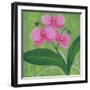 One Heart Orchids I-Herb Dickinson-Framed Photographic Print