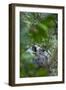 One-horned Asian rhinoceros, Chitwan National Park, Nepal-Juan Carlos Munoz-Framed Photographic Print