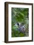 One-horned Asian rhinoceros, Chitwan National Park, Nepal-Juan Carlos Munoz-Framed Photographic Print