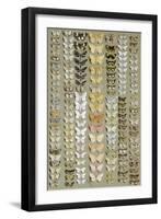 One Hundred and Fifty-eight Medium and Small-sized Moths in Seven Columns-Marian Ellis Rowan-Framed Giclee Print