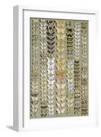 One Hundred and Fifty-eight Medium and Small-sized Moths in Seven Columns-Marian Ellis Rowan-Framed Giclee Print