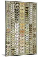 One Hundred and Fifty-eight Medium and Small-sized Moths in Seven Columns-Marian Ellis Rowan-Mounted Giclee Print