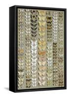 One Hundred and Fifty-eight Medium and Small-sized Moths in Seven Columns-Marian Ellis Rowan-Framed Stretched Canvas