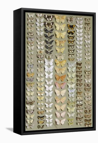 One Hundred and Fifty-eight Medium and Small-sized Moths in Seven Columns-Marian Ellis Rowan-Framed Stretched Canvas