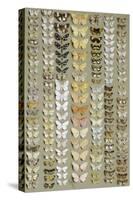 One Hundred and Fifty-eight Medium and Small-sized Moths in Seven Columns-Marian Ellis Rowan-Stretched Canvas