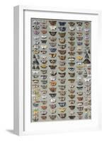 One Hundred and Sixty Six Moths Belonging to Several Families, But Mostly Noctuidae and Geometridae-Marian Ellis Rowan-Framed Giclee Print