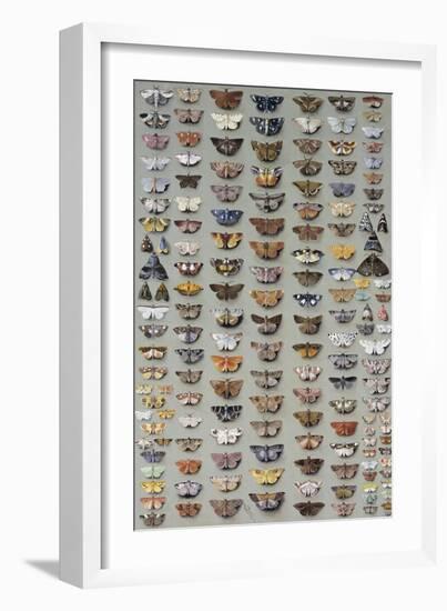 One Hundred and Sixty Six Moths Belonging to Several Families, But Mostly Noctuidae and Geometridae-Marian Ellis Rowan-Framed Giclee Print