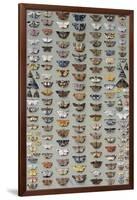 One Hundred and Sixty Six Moths Belonging to Several Families, But Mostly Noctuidae and Geometridae-Marian Ellis Rowan-Framed Giclee Print